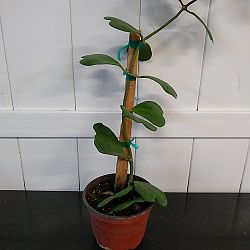 Heart-Leaf Hoya Heart-Leaf Hoya