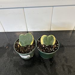 Variegated Heart-Leaf Hoya Variegated Heart-Leaf Hoya