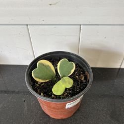 Variegated Heart-Leaf Hoya Variegated Heart-Leaf Hoya