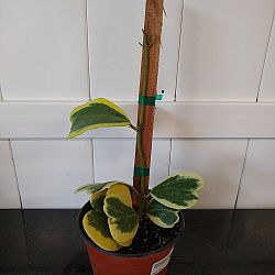 Variegated Heart-Leaf Hoya Variegated Heart-Leaf Hoya