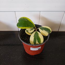 Variegated Heart-Leaf Hoya Variegated Heart-Leaf Hoya