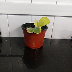 Variegated Heart-Leaf Hoya Variegated Heart-Leaf Hoya