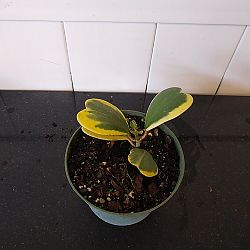 Variegated Heart-Leaf Hoya Variegated Heart-Leaf Hoya