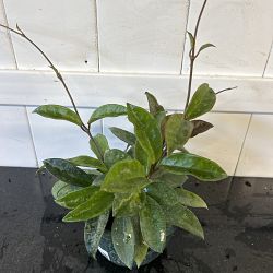 Hoya pubilcalyx Hoya pubilcalyx