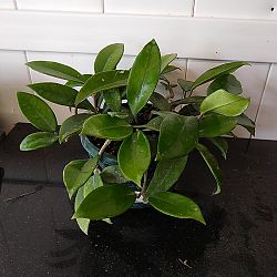 Hoya pubilcalyx Hoya pubilcalyx