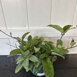 Hoya pubilcalyx Hoya pubilcalyx