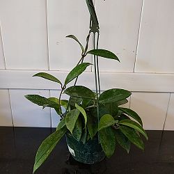 Hoya pubilcalyx Hoya pubilcalyx