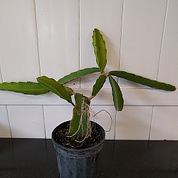 White Dragon Fruit Cactus White Dragon Fruit Cactus
