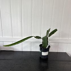 White Dragon Fruit Cactus White Dragon Fruit Cactus