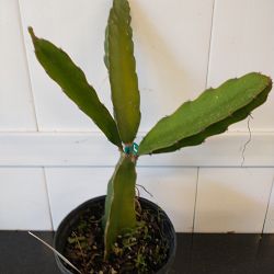 White Dragon Fruit Cactus White Dragon Fruit Cactus