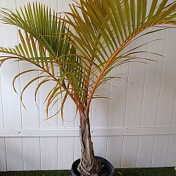 Bottle Palm Tree Bottle Palm Tree