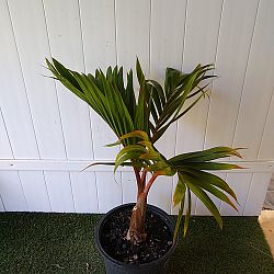 Bottle Palm Tree Bottle Palm Tree