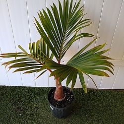 Bottle Palm Tree Bottle Palm Tree