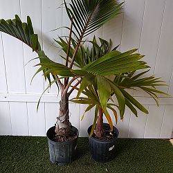 Bottle Palm Tree Bottle Palm Tree