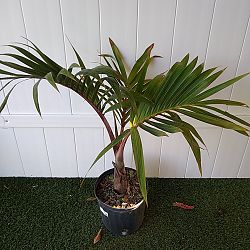 Bottle Palm Tree Bottle Palm Tree