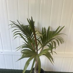 Bottle Palm Tree Bottle Palm Tree