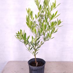 Dahoon Holly Dahoon Holly