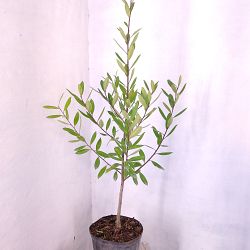 Dahoon Holly Dahoon Holly