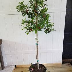 Dahoon Holly Dahoon Holly