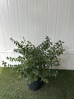 Star Jasmine Star Jasmine