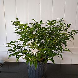 Star Jasmine Star Jasmine