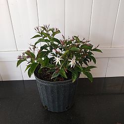 Star Jasmine Star Jasmine