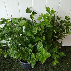 Arabian Sambac Jasmine Arabian Sambac Jasmine