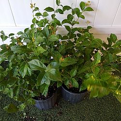 Arabian Sambac Jasmine Arabian Sambac Jasmine