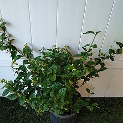Arabian Sambac Jasmine Arabian Sambac Jasmine