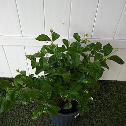 Arabian Sambac Jasmine Arabian Sambac Jasmine