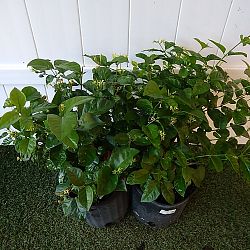 Arabian Sambac Jasmine Arabian Sambac Jasmine