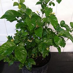 Arabian Sambac Jasmine Arabian Sambac Jasmine