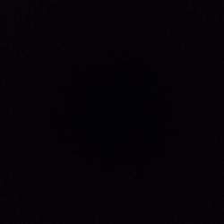 Arabian Sambac Jasmine Arabian Sambac Jasmine