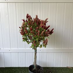 Red Shrimp Plant Red Shrimp Plant