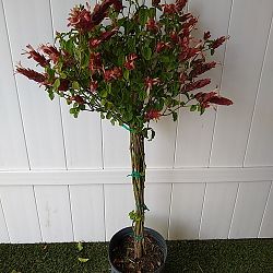 Red Shrimp Plant Red Shrimp Plant