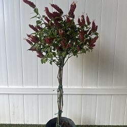 Red Shrimp Plant Red Shrimp Plant