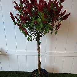 Red Shrimp Plant Red Shrimp Plant