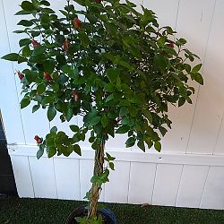 Red Shrimp Plant Red Shrimp Plant