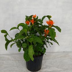 Justicia sidicaro, Orange Plume Justicia sidicaro, Orange Plume