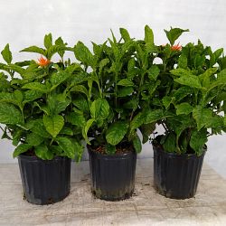 Justicia sidicaro, Orange Plume Justicia sidicaro, Orange Plume
