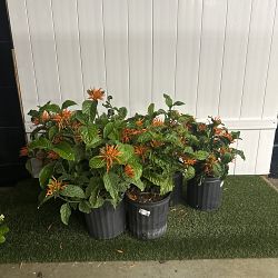 Mexican Honeysuckle Mexican Honeysuckle