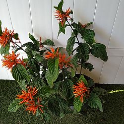Mexican Honeysuckle Mexican Honeysuckle