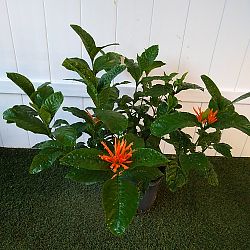 Mexican Honeysuckle Mexican Honeysuckle