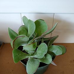 Kalanchoe thyrsiflora 'Flapjack' Kalanchoe thyrsiflora 'Flapjack'