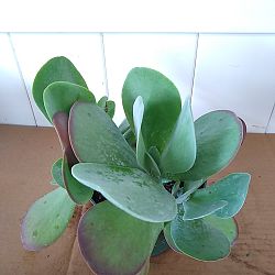 Kalanchoe thyrsiflora 'Flapjack' Kalanchoe thyrsiflora 'Flapjack'