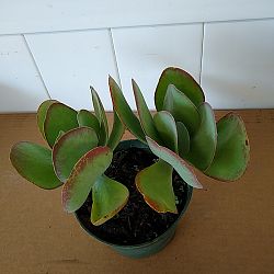 Kalanchoe thyrsiflora 'Flapjack' Kalanchoe thyrsiflora 'Flapjack'