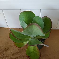 Kalanchoe thyrsiflora 'Flapjack' Kalanchoe thyrsiflora 'Flapjack'