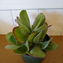 Kalanchoe thyrsiflora 'Flapjack' Kalanchoe thyrsiflora 'Flapjack'