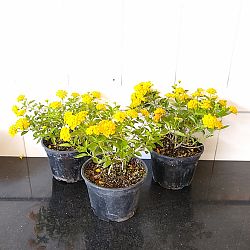 Yellow Lantana camara Yellow Lantana camara
