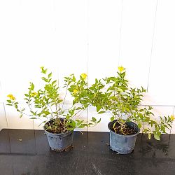 Yellow Lantana camara Yellow Lantana camara